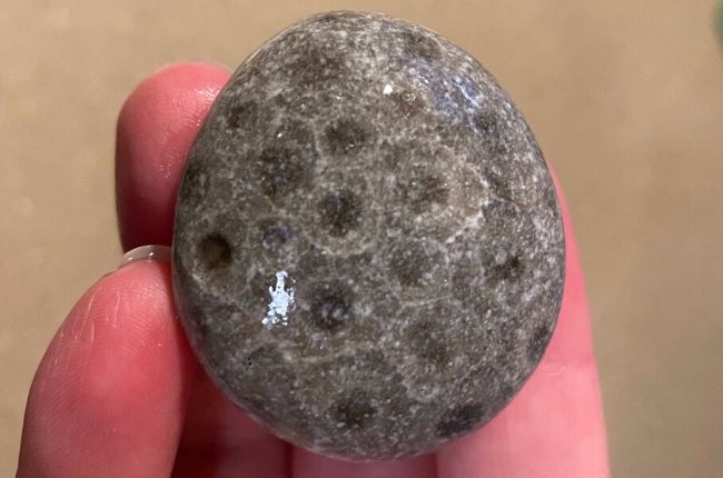 Petoskey Stone from Lake Michigan